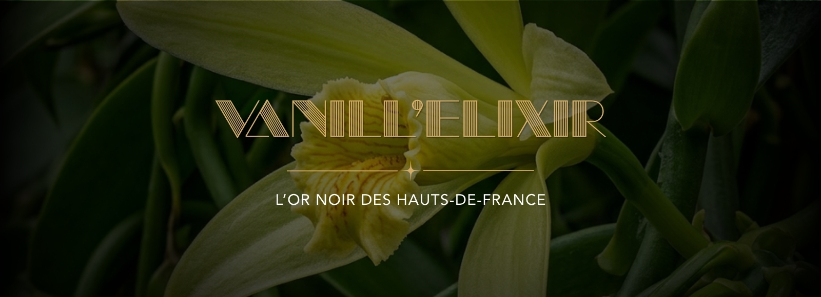 Read more about the article Vanill’Elixir