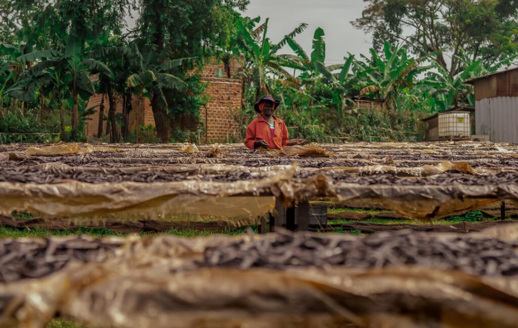 Vanille du Kivu : une vanille d’exception issue d’un terroir unique en République Démocratique du Congo