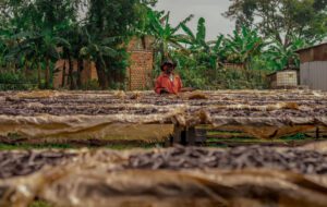 Ouganda Paysage vanille