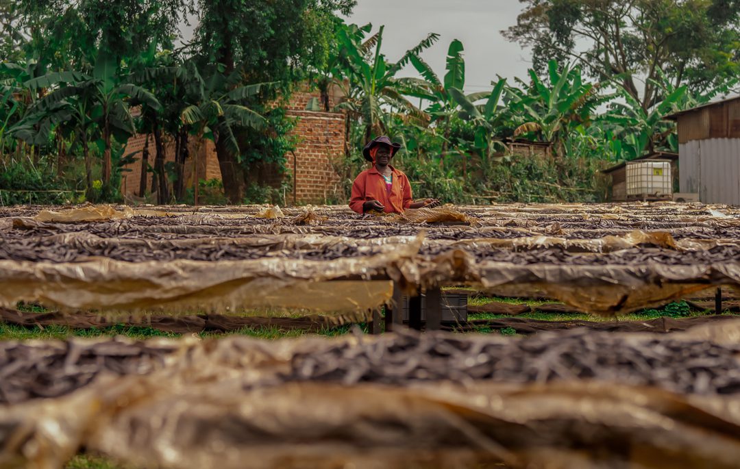 Vanille du Kivu : une vanille d’exception issue d’un terroir unique en République Démocratique du Congo