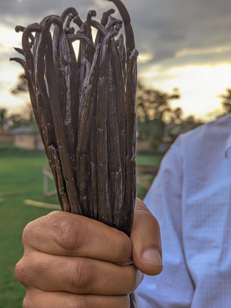 PHOTO CULTURE_VANILLE_CONGO